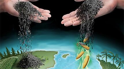 For years, biochar has been promoted as a soil additive to increase crop yields. A new study casts doubt on that view, finding that biochar only improves crop growth in the tropics, with no yield benefit at all in the temperate zone. “No biochar benefit for temperate zone crop yields” says new report