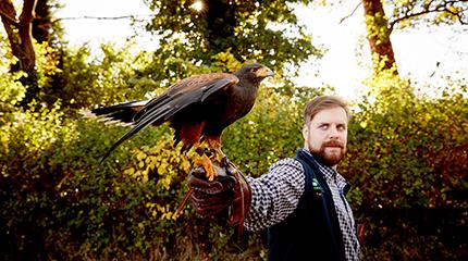 After finishing school, Daniel Willis started working in an office. However, he soon came to realise that this wasn’t the career path he wanted to follow after getting a Harris hawk. Hawk inspires countryside career of Harper Adams University student