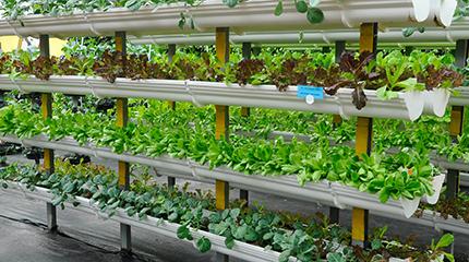 Harper Adams University will this week co-host an innovations in urban agriculture event in Brussels.
University co-hosting
