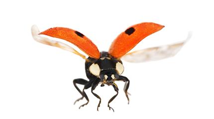Harper Adams University entomology student Max Tercel’s Master’s paper looking at insect flight has been published in the journal Physiological Entomology. MSc Entomology student's paper published in journal