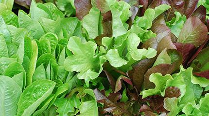 Baby leaf greens may be grown in the UK all year round thanks to a collaborative project involving Harper Adams University and salad supplier G’s. Salad trial aims for year-round UK growth