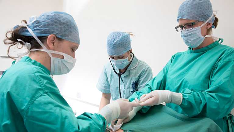 Harper Adams has created a new route for students who miss out on or are not quite ready for vet school places to bolster their learning and experience ready for entry to the Harper & Keele Veterinary School in 2020. New pathway now taking applications from prospective veterinary medicine students