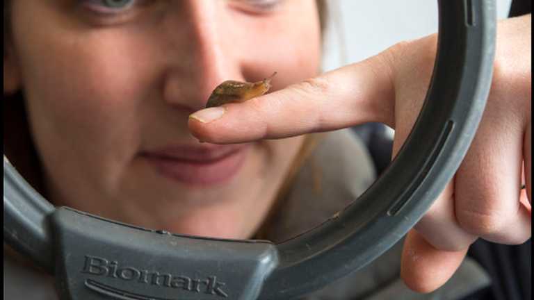 Research into slug behaviour for crop protection recieves further AHDB funding