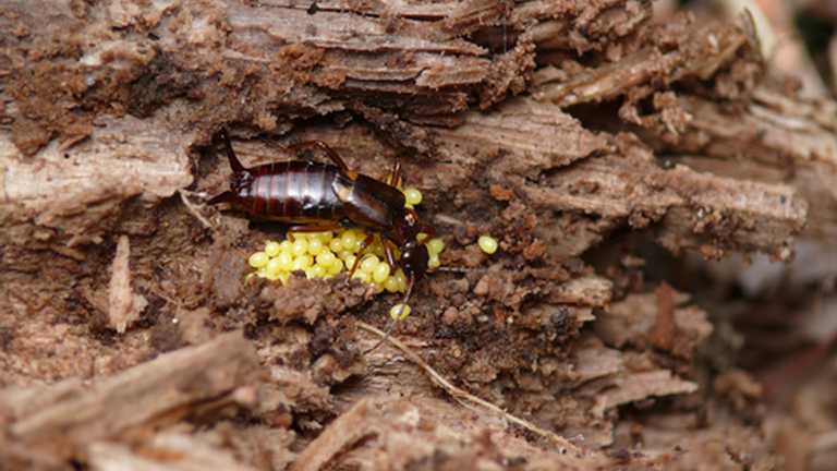 Harper Adams University continues to have a strong presence in the prizes of the annual Royal Entomological Societies Student Award; including one student coming second and an alumna being awarded first place in the international competition. Harper students continue to excel in entomology writing competition