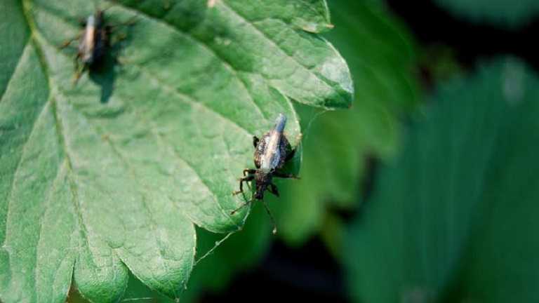 The expertise of Harper Adams academics on a globally important crop pest species has seen them write an in-depth review of its management for the leading entomology journal. Expertise of Harper Adams academics at heart of important new vine weevil review