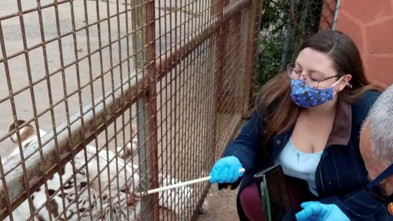A childhood dream of working with carnivores at a safari park came true for one Harper Adams Applied Zoology student – after she was chosen for a placement year role as a seasonal keeper. Childhood dream of safari park work comes true - thanks to student’s placement year role