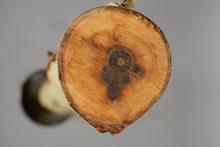Ash Dieback. Image courtesy of Fera. Ash Dieback. Image courtesy of Fera.