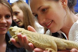 Meeting the bearded dragon