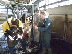 Freddie and Lizzy hard at work