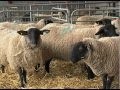 Early lambing at Harper Adams (video) Early lambing at Harper Adams (video)