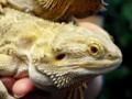 New home for abandoned reptiles
