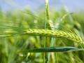 Agronomy research placements for UK students