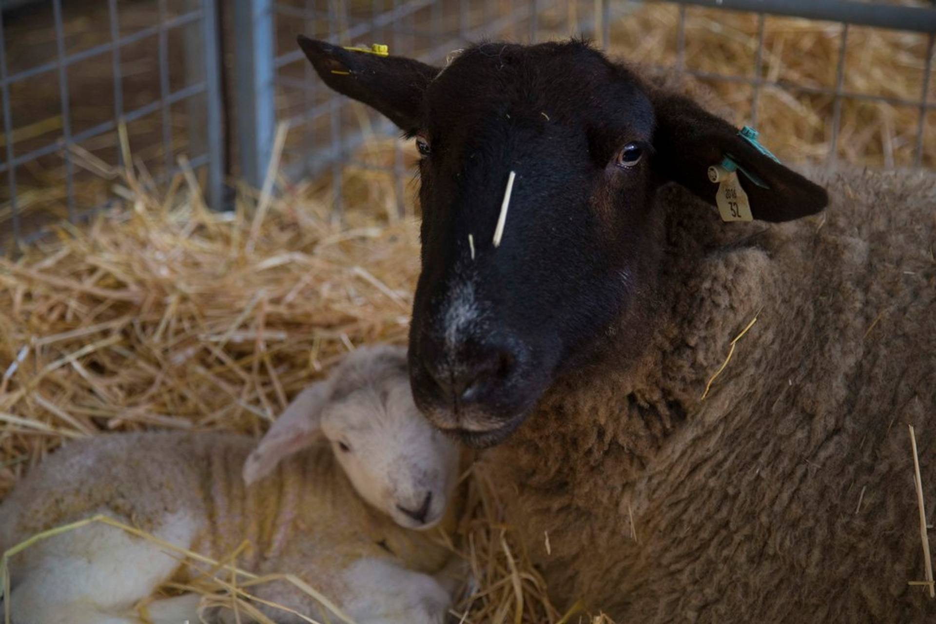 Ewe with lamb