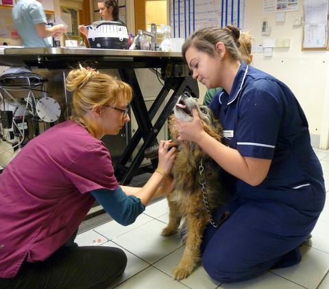 Anley gently restrains and reassures 16-year-old Jake whilst the veterinary surgeon takes a jugular blood sample.