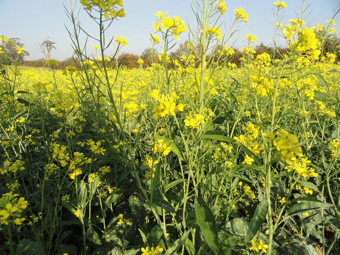 Brassica Alchetron The Free Social Encyclopedia