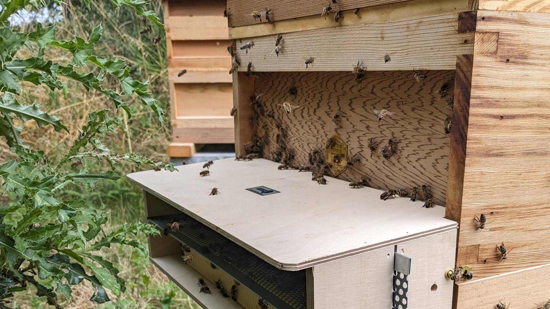 A hive of activity: new sensors detect campus bee data | Harper Adams ...