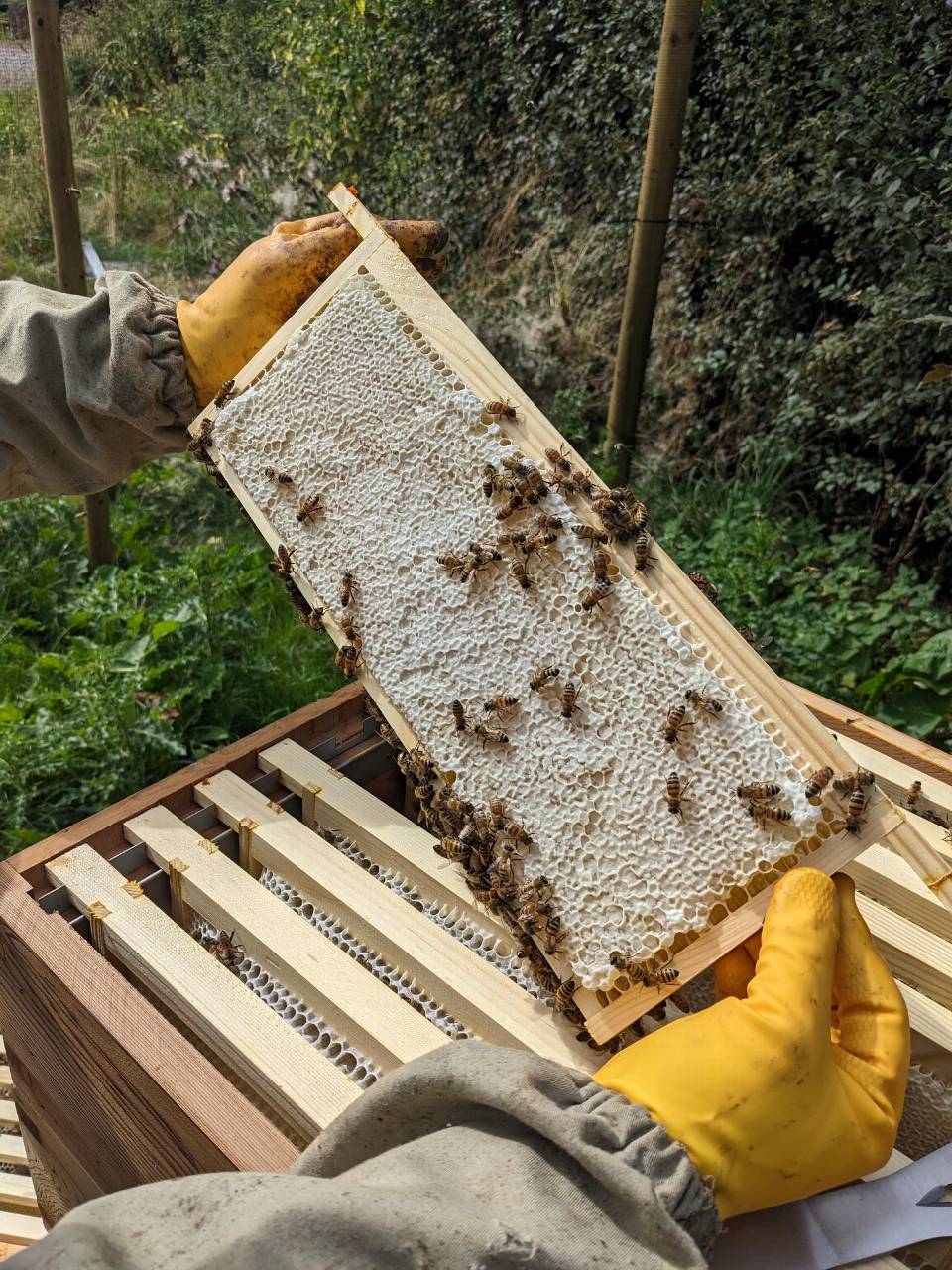 A hive of activity: new sensors detect campus bee data | Harper Adams ...
