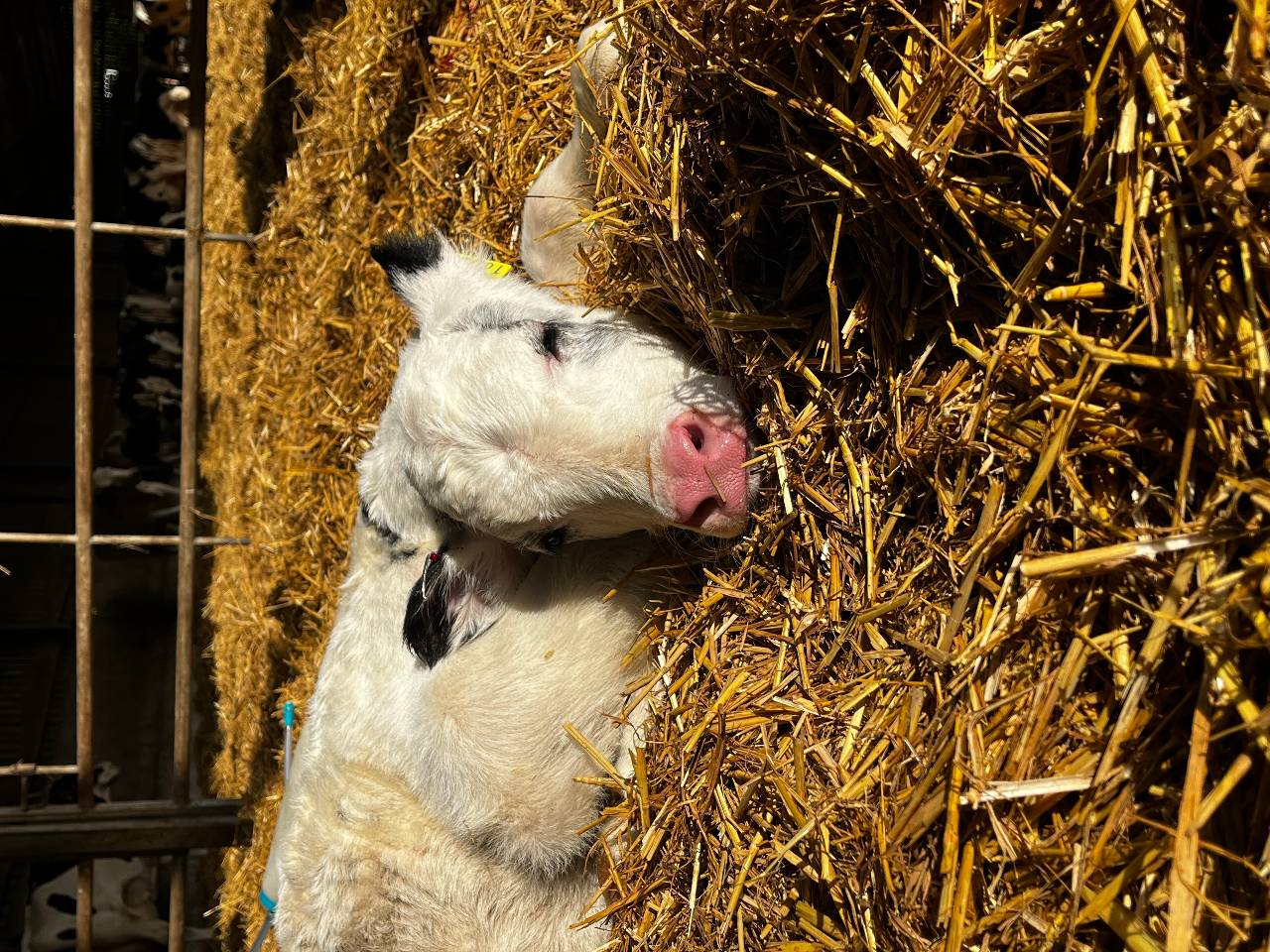 Student research explores sustainable nutrition in calf rearing ...