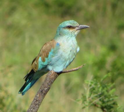 Blog: 'Don't break a snake!' - reflections on a final-year field trip to South Africa Blog: 'Don't break a snake!' - reflections on a final-year field trip to South Africa