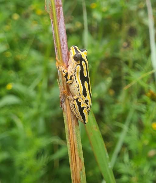 Blog: 'Don't break a snake!' - reflections on a final-year field trip to South Africa Blog: 'Don't break a snake!' - reflections on a final-year field trip to South Africa