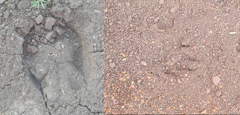'Don't break a snake!' - reflections on a final-year field trip to ...
