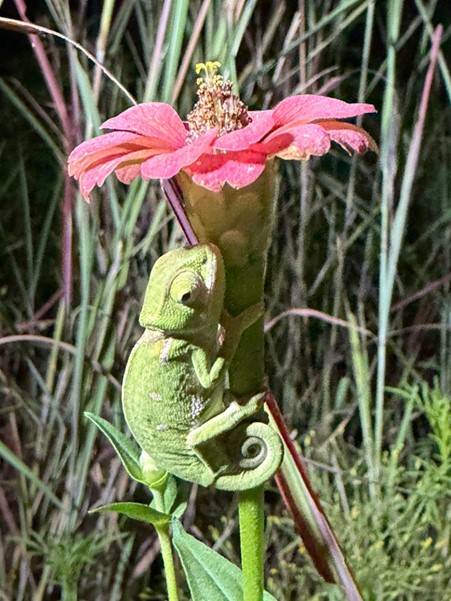 Blog: 'Don't break a snake!' - reflections on a final-year field trip to South Africa Blog: 'Don't break a snake!' - reflections on a final-year field trip to South Africa