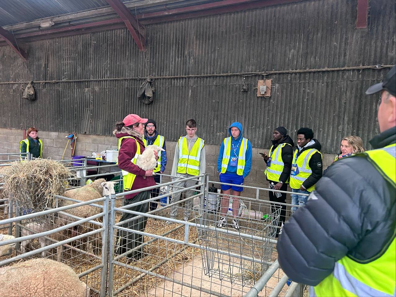 A group of young people at a lambing session