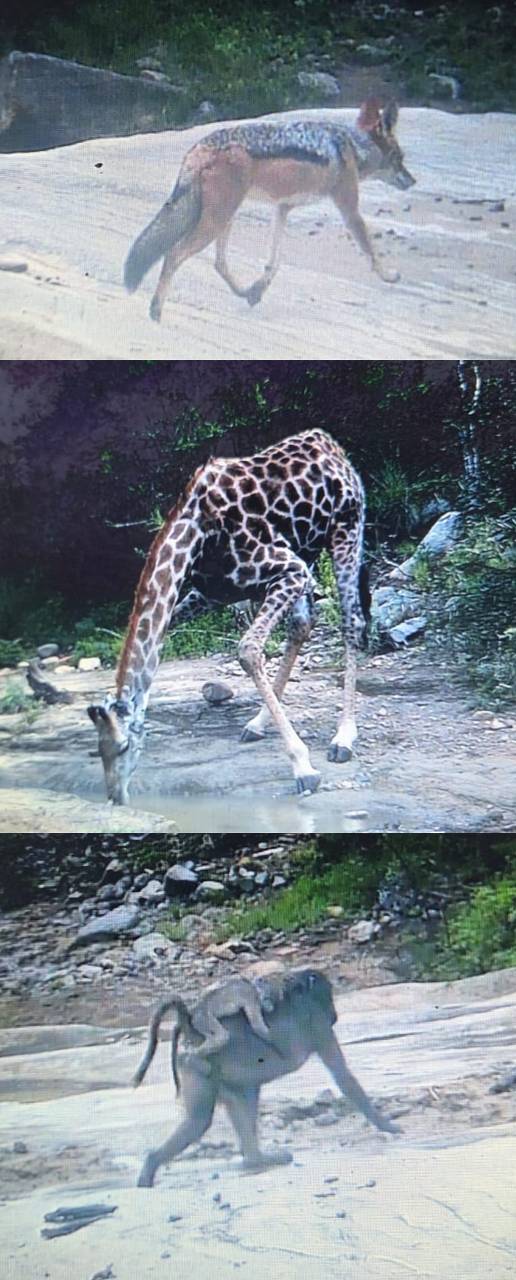 No leopards but we were lucky enough to capture a black backed jackal