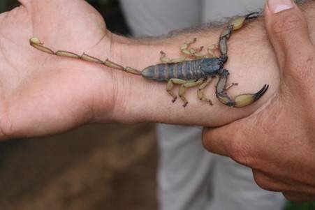 A scorpion found in one of the pitfall traps 
