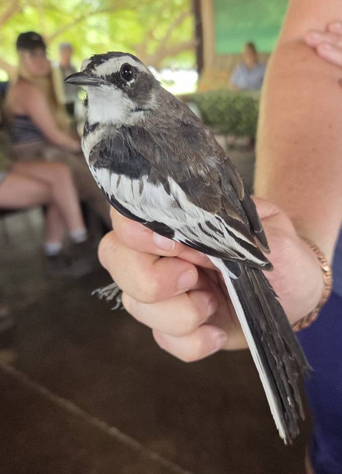 The African pied wagtail 