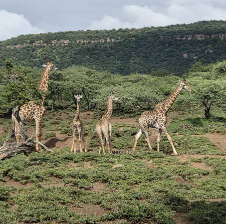 Giraffe spotting &ndash; we were lucky enough to see two adult females with their brand new calves!