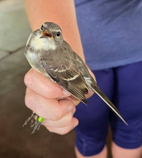 The Cape wagtail after it has been ringed 