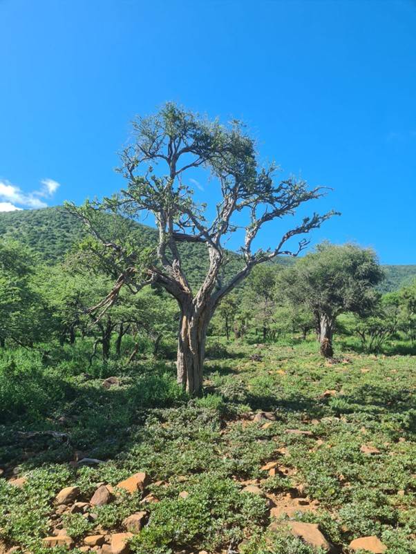 One of the Shepherd&rsquo;s tree photos at Zingela