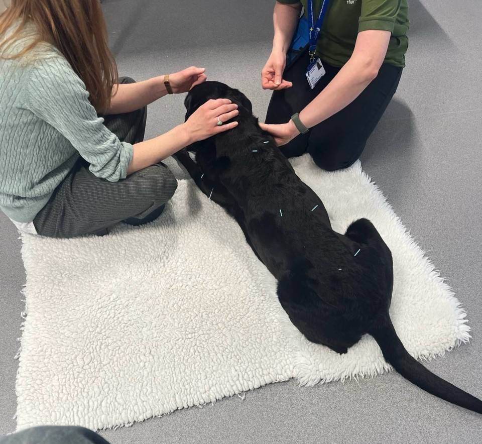 Skills beyond the leacture theatre: Grace's Veterinary Nursing experience at Harper Adams