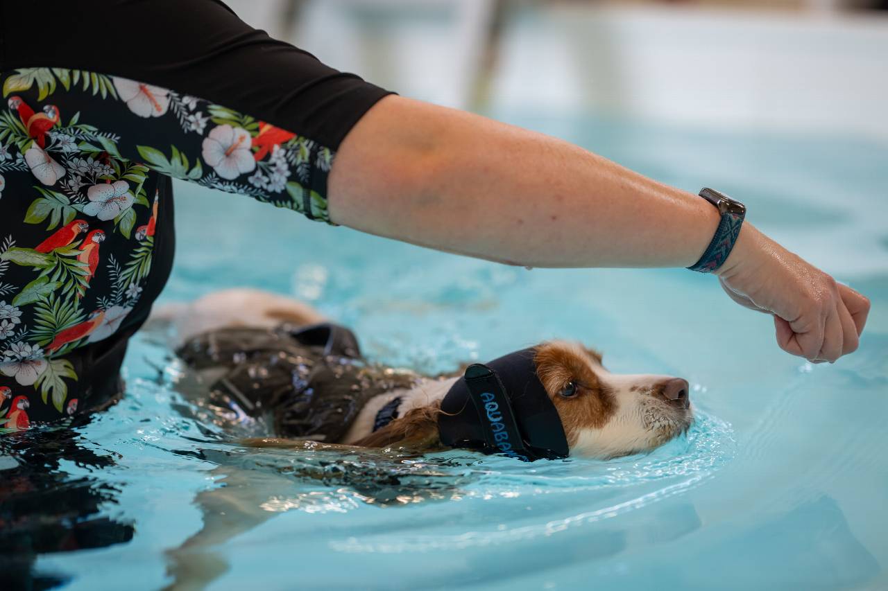 dog in hydrotherapy pool dog in hydrotherapy pool