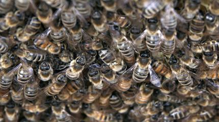 The decline of bees continues to make headlines