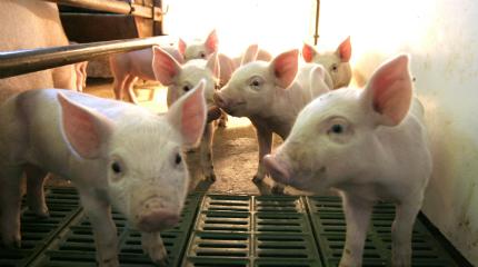 Scholarship scheme to boost interest in pig farming