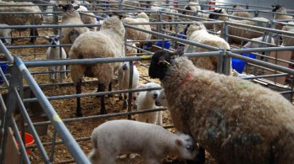 Student research investigates ewe diets (video)