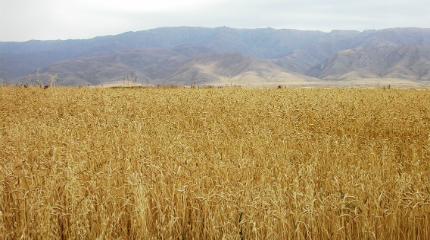 Tales of agriculture from a foreign land