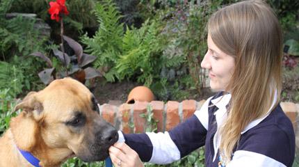 Harper Adams students to train abandoned dogs