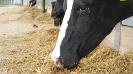Free dairy workshops to help improve farm efficiency 