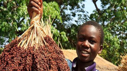 Harper Adams supports World Food Day 