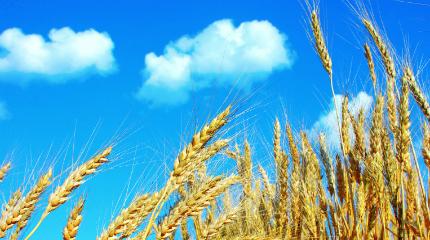 UK agriculture should acknowledge threat of counterfeit pesticides