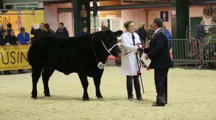Students excel at national stockjudging competition
