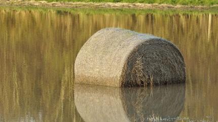 Students donate to help support flood-stricken farmers