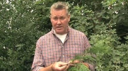 Lecturer hopes to inspire with tree ID videos