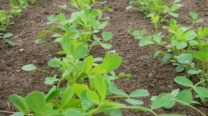 Lecturer challenges lucerne misconceptions