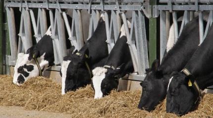 Students investigate use of lucerne in dairy cow diets (video)