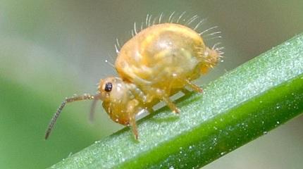 NIW Insect of the day: Lucerne flea