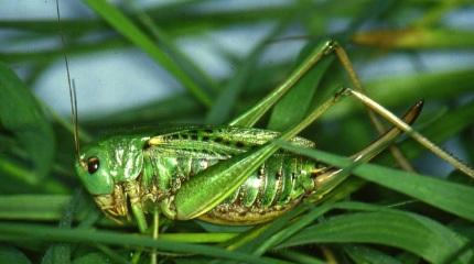 NIW Insect of the day: Wart biter cricket